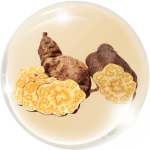 Hà thủ ô