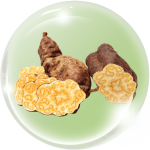 Hà thủ ô