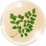 Tóc vệ nữ