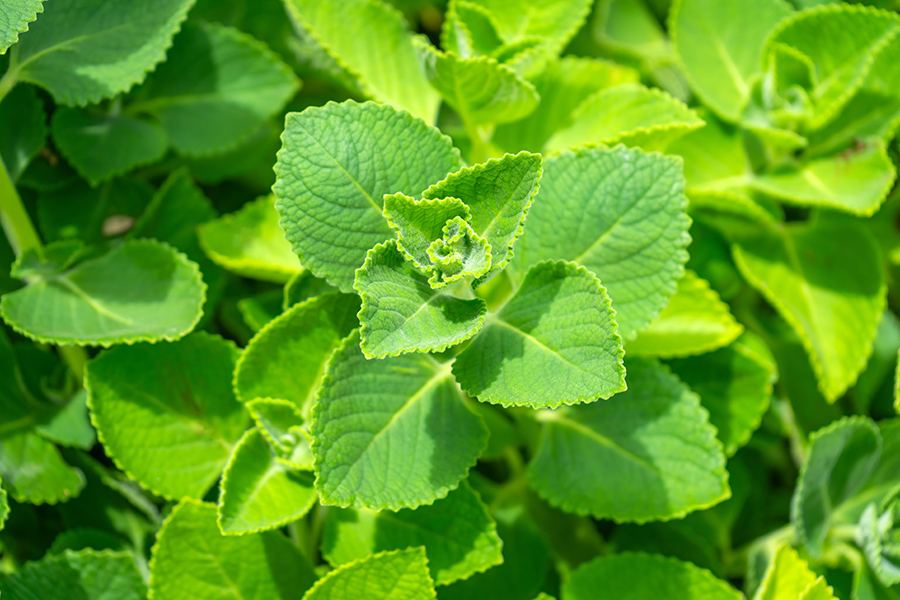 lá húng chanh trị ho