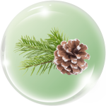 Thông Larix