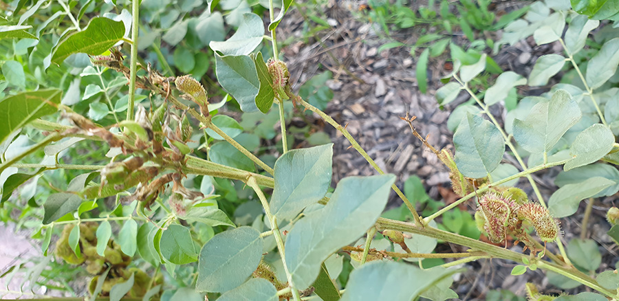 Cam Thảo Bắc (Glycyrrhiza uralensis)