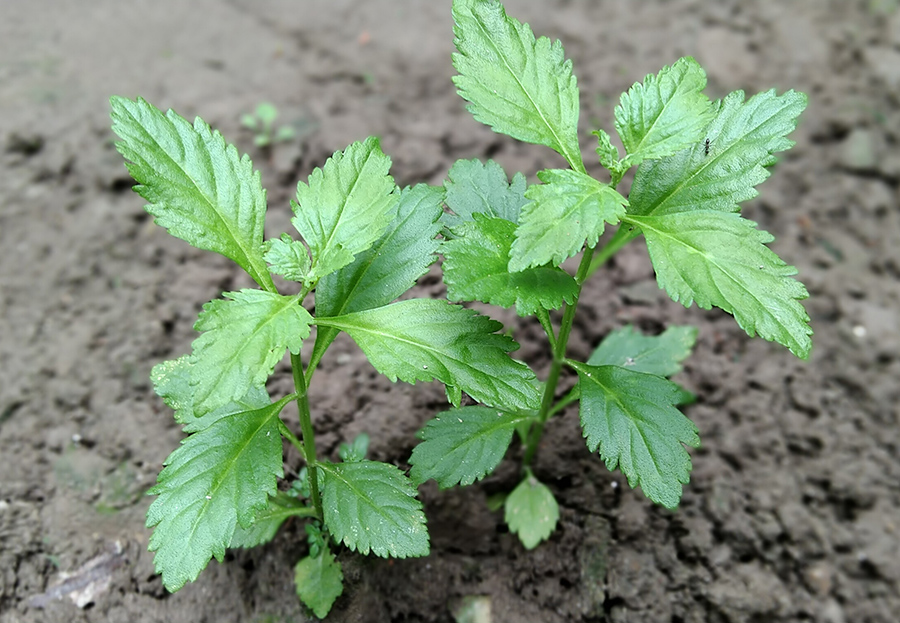 Cam Thảo Nam (Scoparia dulcis)