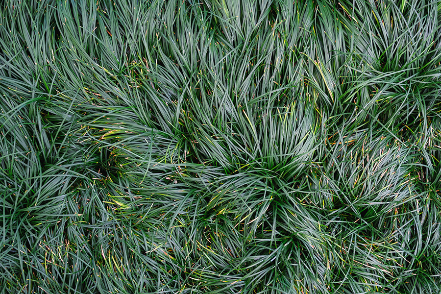 Mạch Môn: Thông tin, công dụng & các bài thuốc