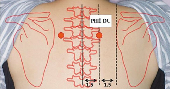 Bấm huyệt Phế Du trị ho