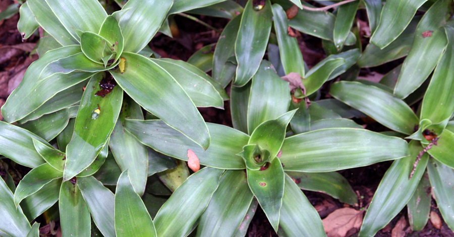 Cách trị ho bằng lá lược vàng mà bạn nên biết