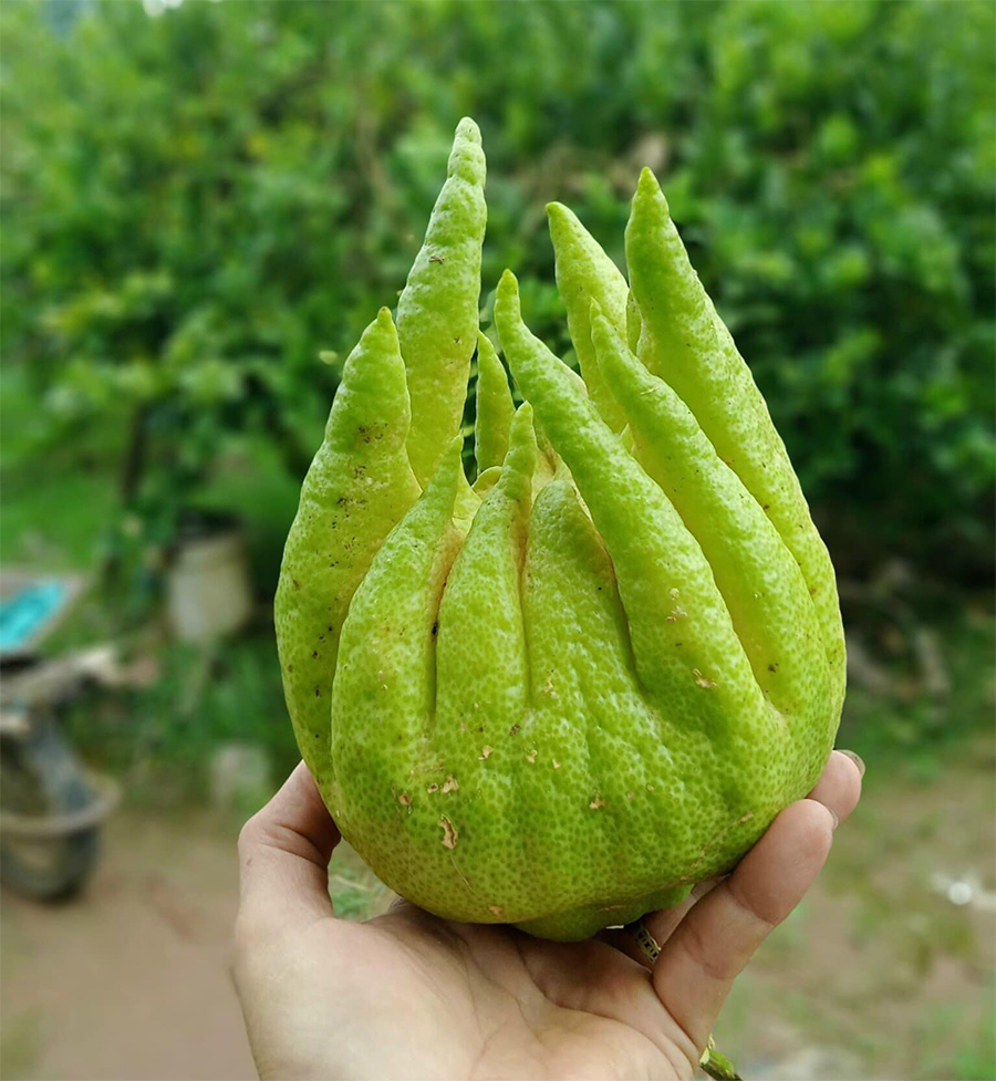 Những lưu ý khi dùng quả phật thủ trị ho