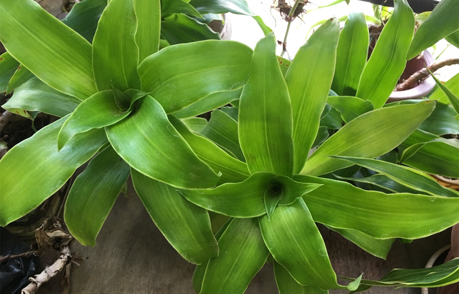 Lá lược vàng giã nát, vắt lấy nước cốt giảm ho