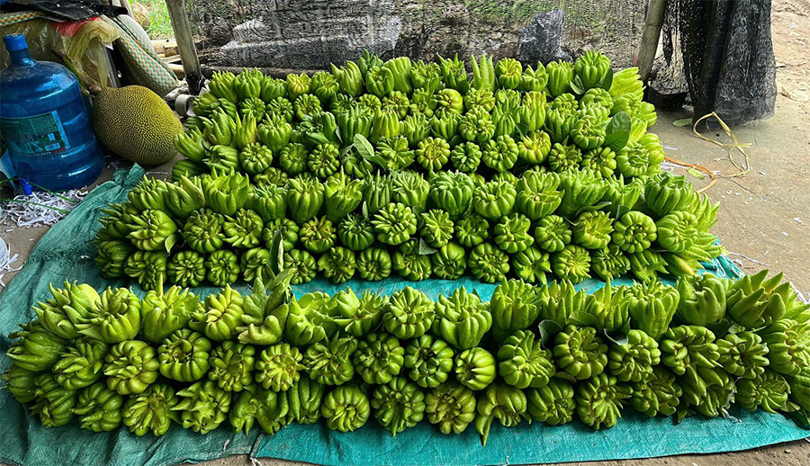 Cách dùng quả phật thủ chữa ho