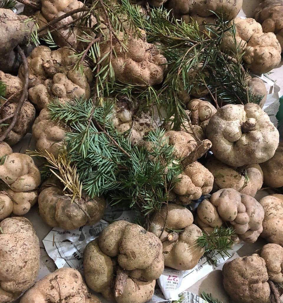 Phục linh: Thông tin, công dụng & các bài thuốc