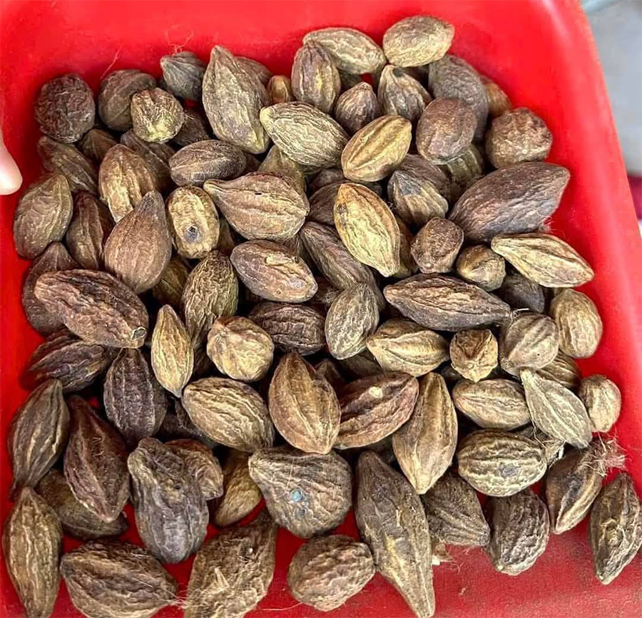 Các phương pháp trị ho từ quả kha tử