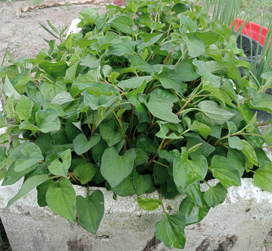 Trị ho bằng Rau diếp cá giã nát, chưng với nước vo gạo