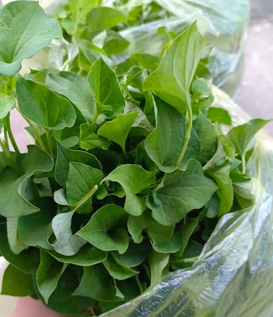 Nước ép rau diếp cá giảm ho