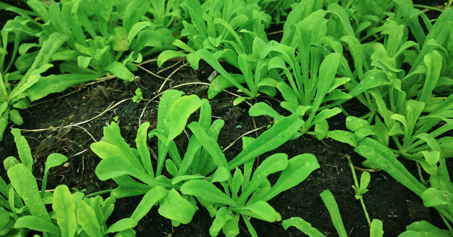 Sa sâm: Thông tin, công dụng & các bài thuốc