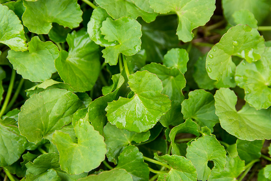 Cháo rau má giúp giảm ho