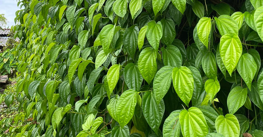 Mẹo trị ho bằng lá trầu không đơn giản tại nhà