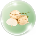 Củ đậu