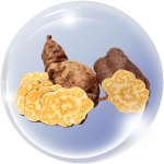 Hà thủ ô