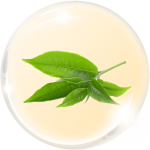 Trà xanh