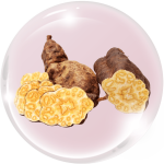 Hà thủ ô