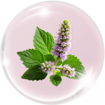 Tinh dầu Hoắc hương