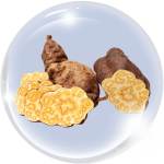 Hà thủ ô